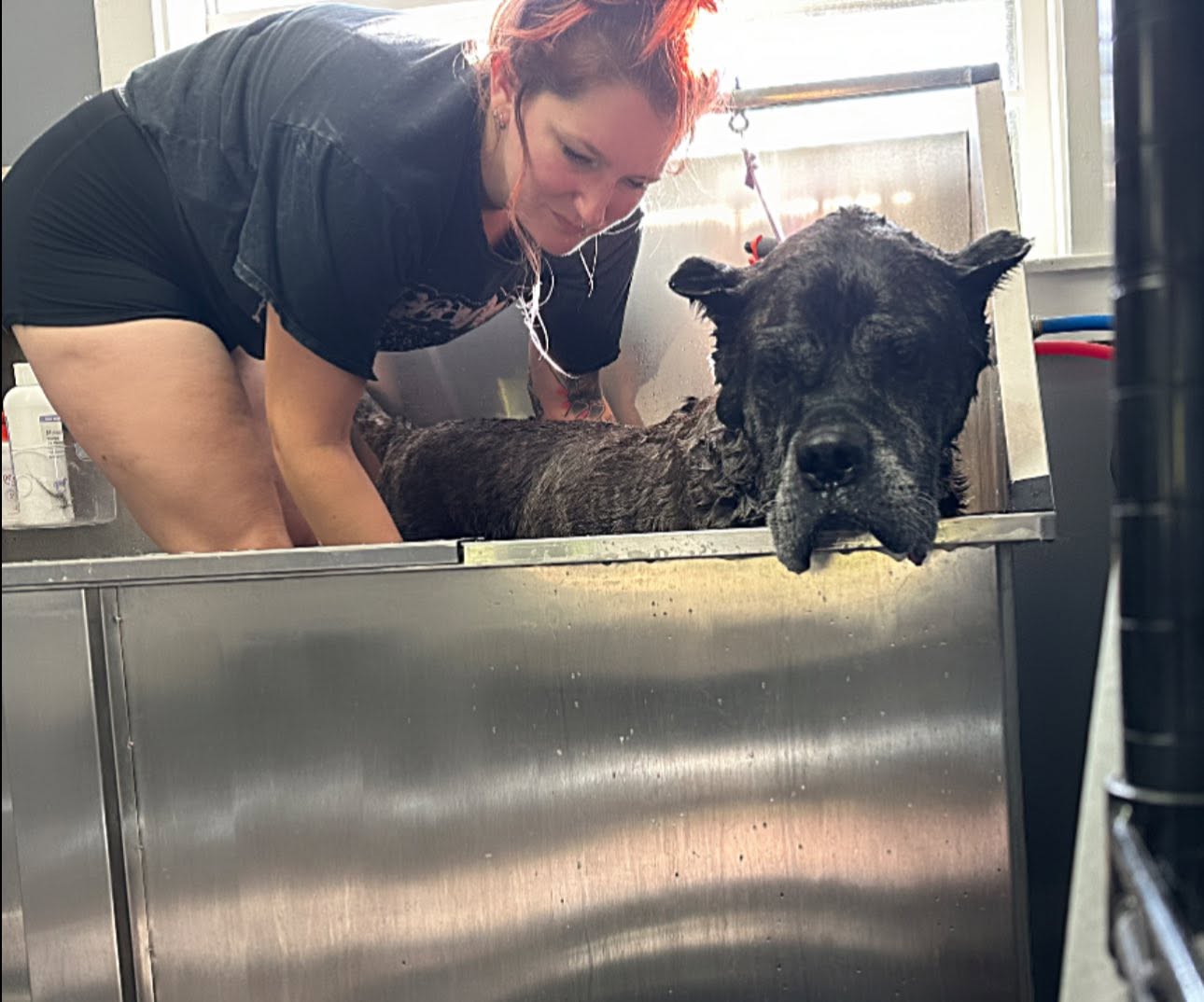 Cane Corso resting its soggy chin on the tub edge during a bath
