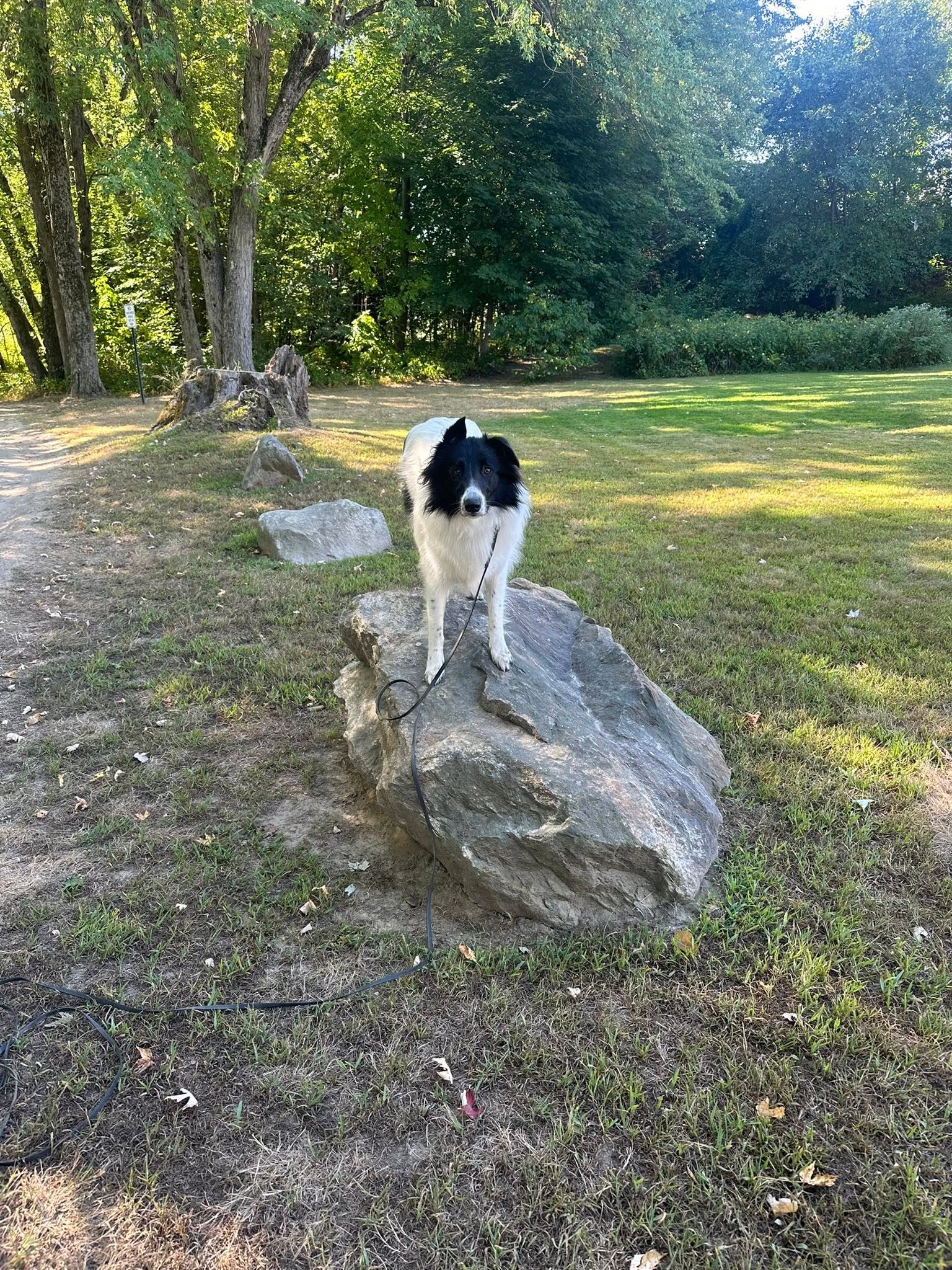 Border Collie standing on top of a boulder in golden evening light