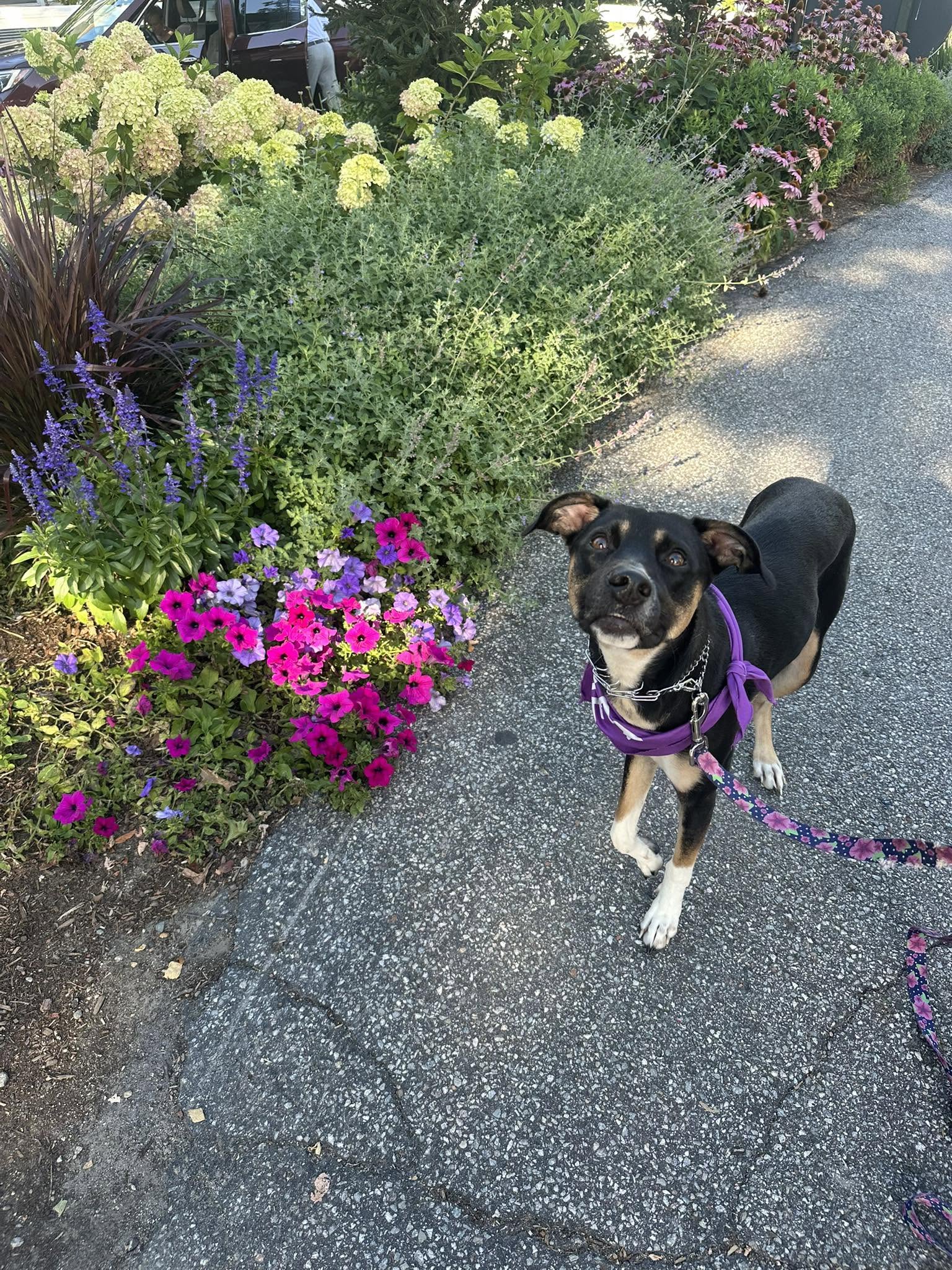 Black and tan dog walking nicely past flower beds on a downtown sidewalk