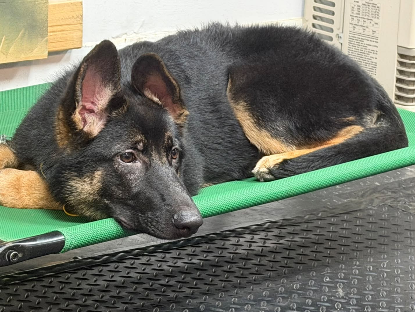 Young German Shepherd resting calmly on an elevated place cot