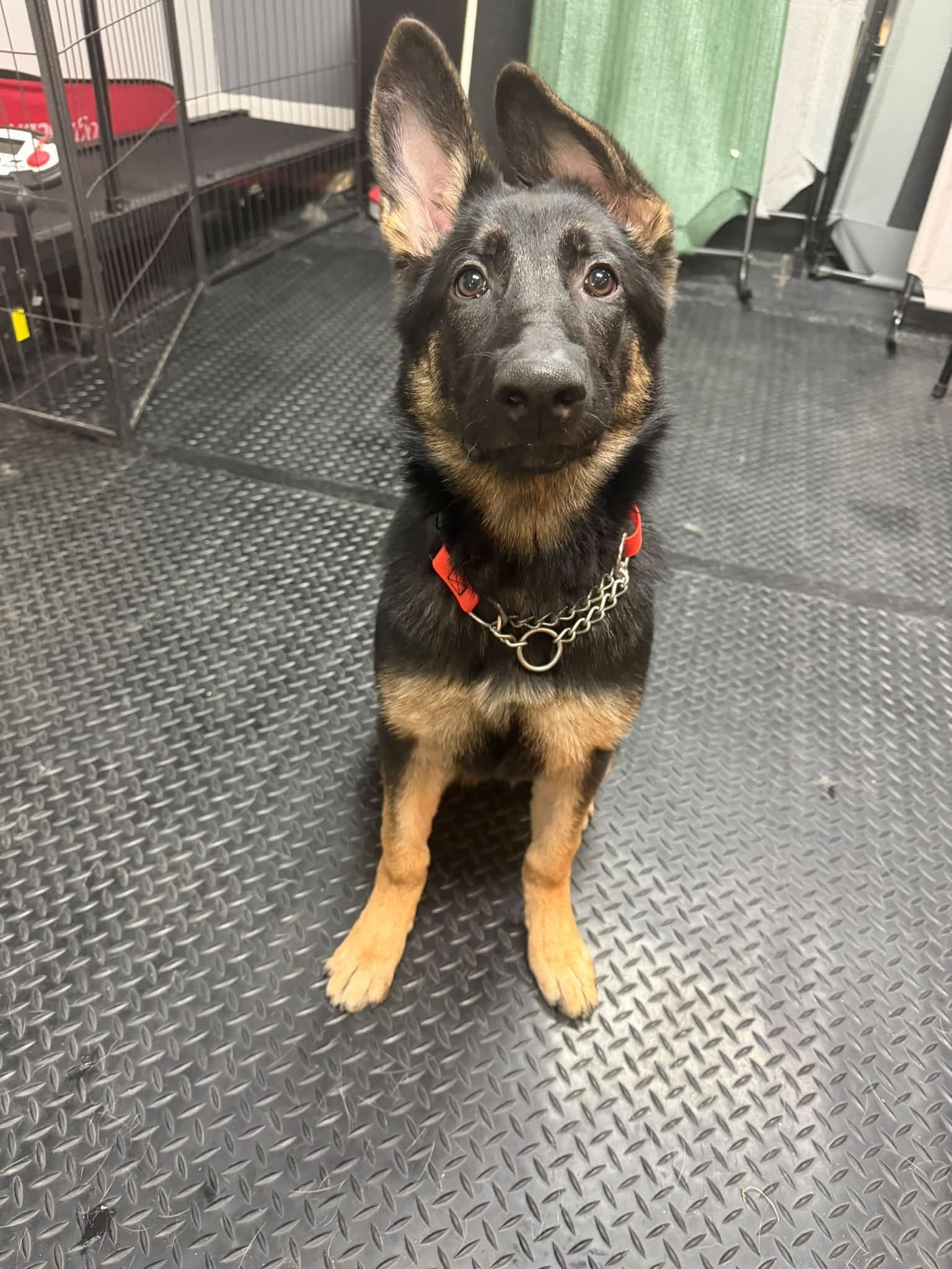 German Shepherd puppy with huge ears sitting attentively on a training room floor