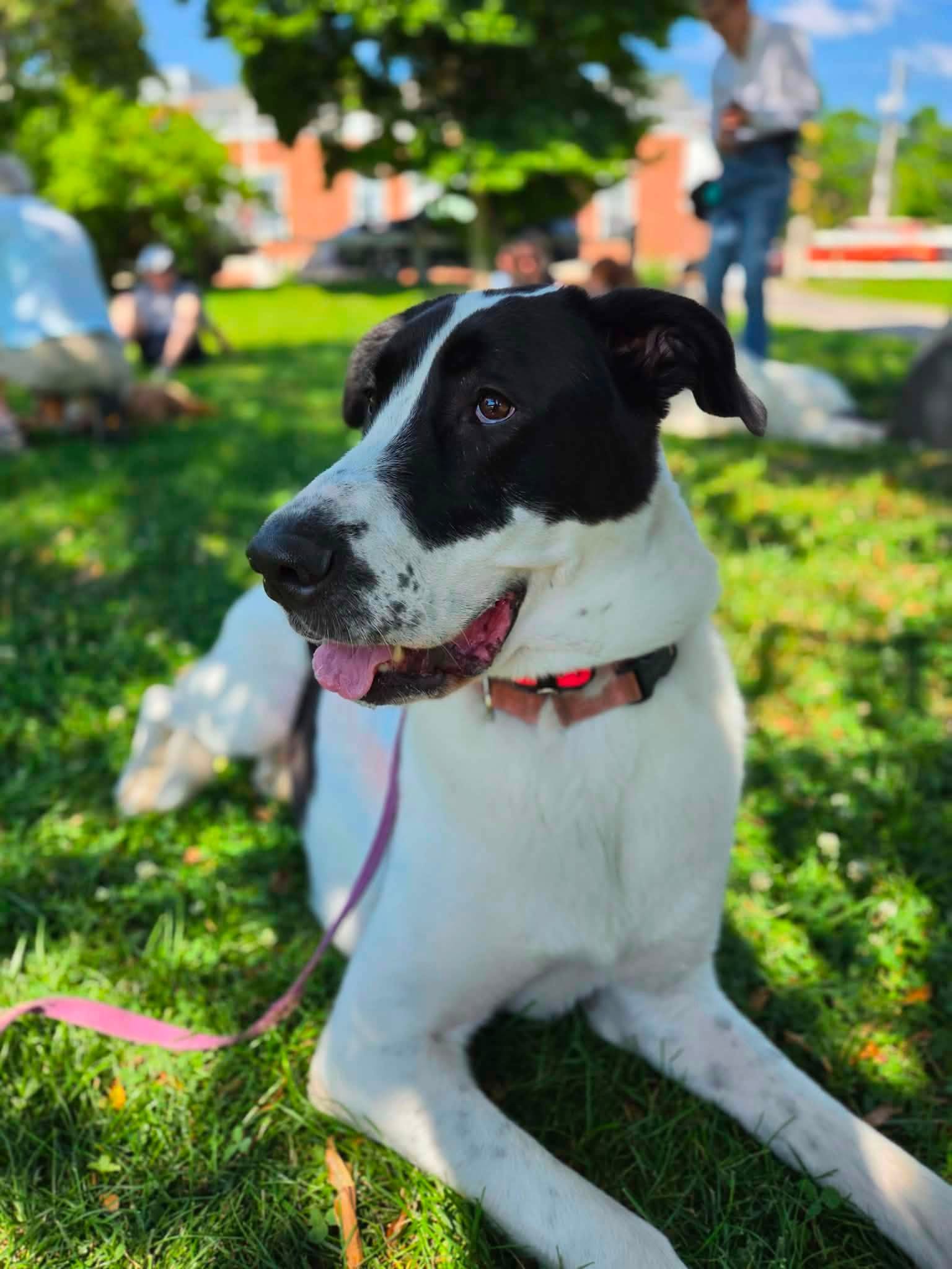 Happy black and white dog lying in dappled shade during class