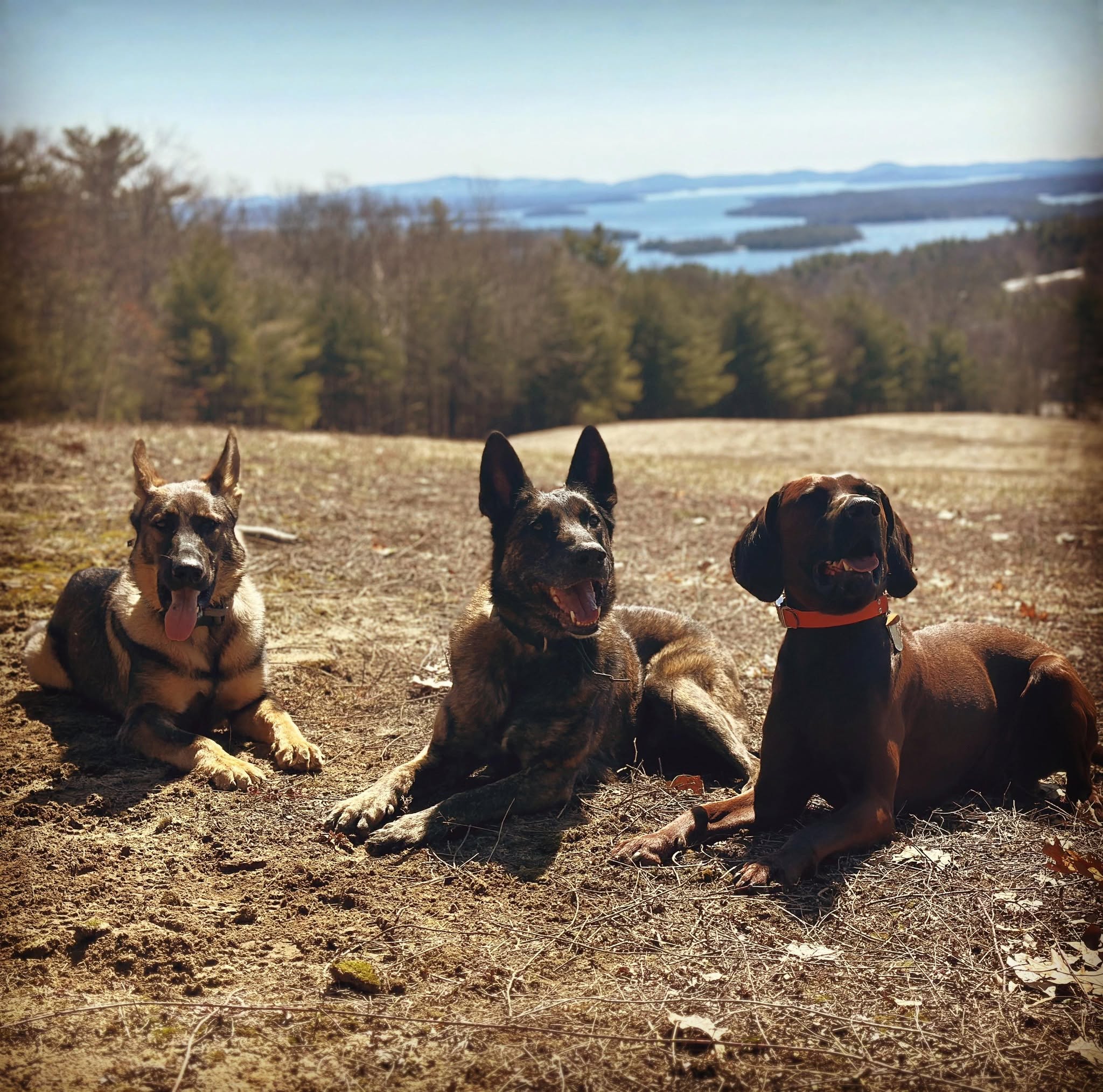 Three trained dogs — a German Shepherd, a Belgian Malinois, and a hound — holding a down-stay on a hilltop overlooking a New Hampshire lake