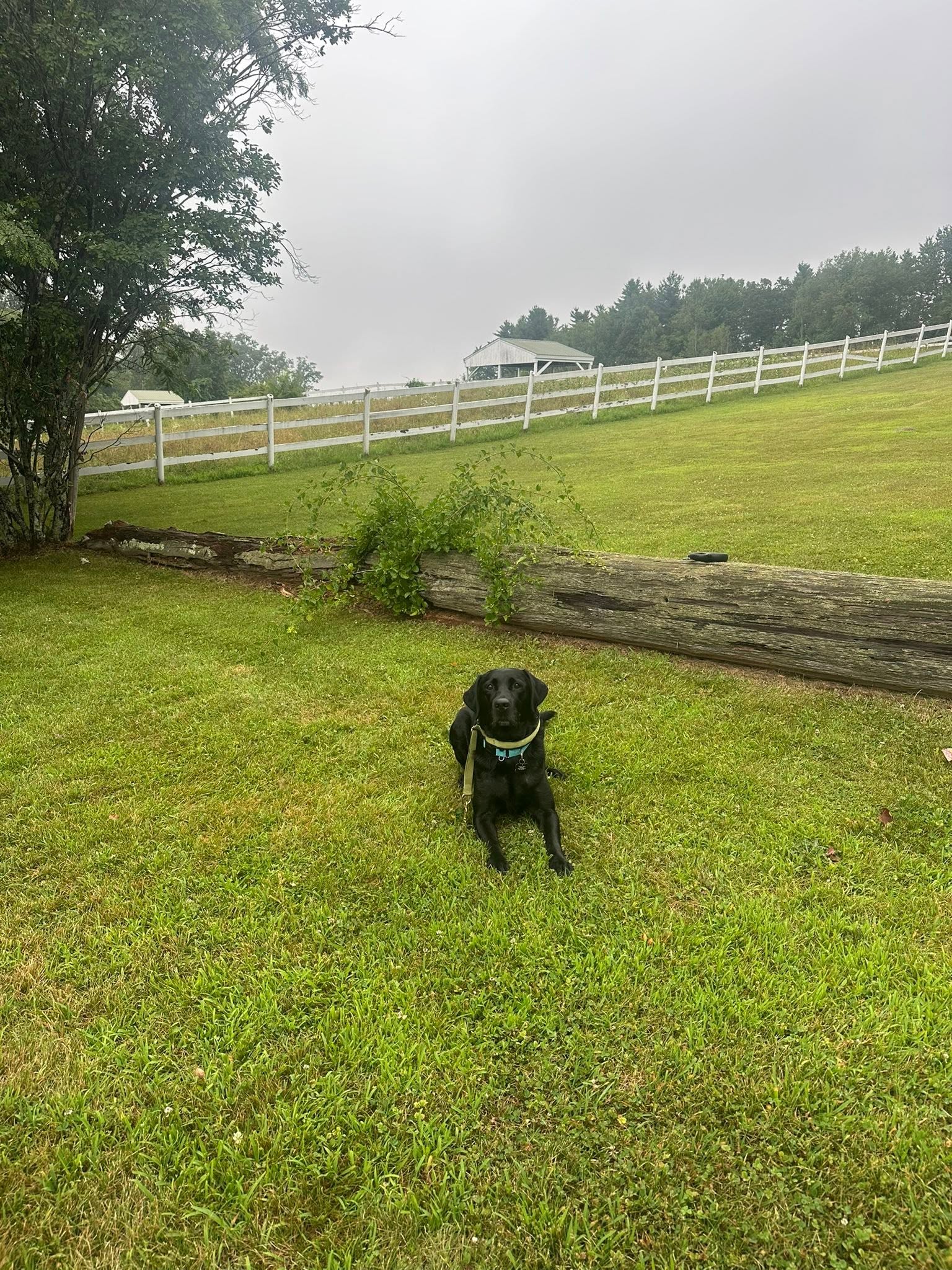 Black Lab holding a down-stay in a misty farm field