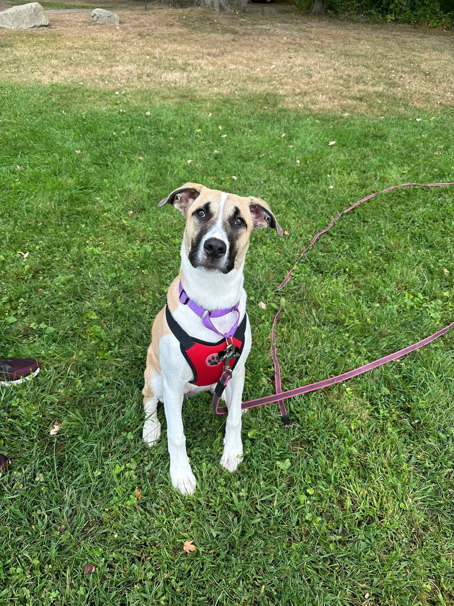 Young shepherd mix on a long training lead focused on its handler