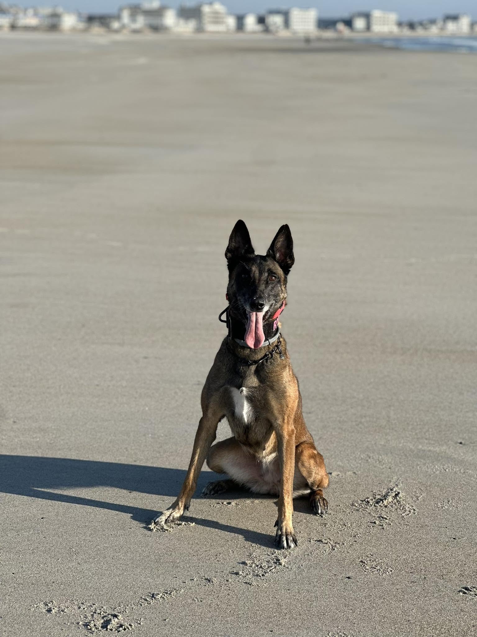 Belgian Malinois holding a sit-stay on a wide sandy beach