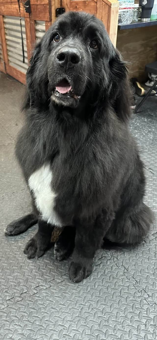 Freshly groomed black Newfoundland sitting proudly in the grooming studio