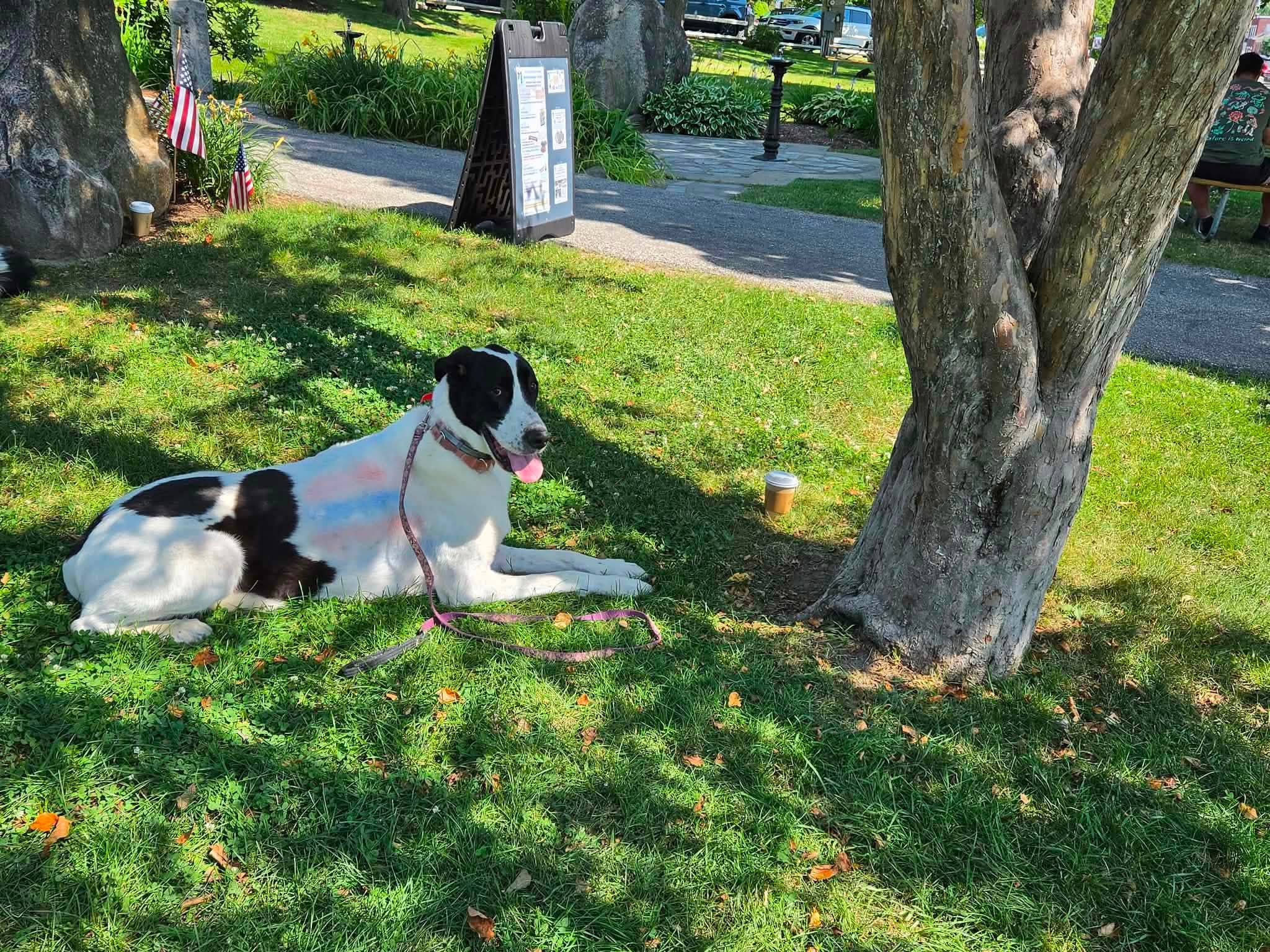 Large black and white dog lounging under a tree at the park