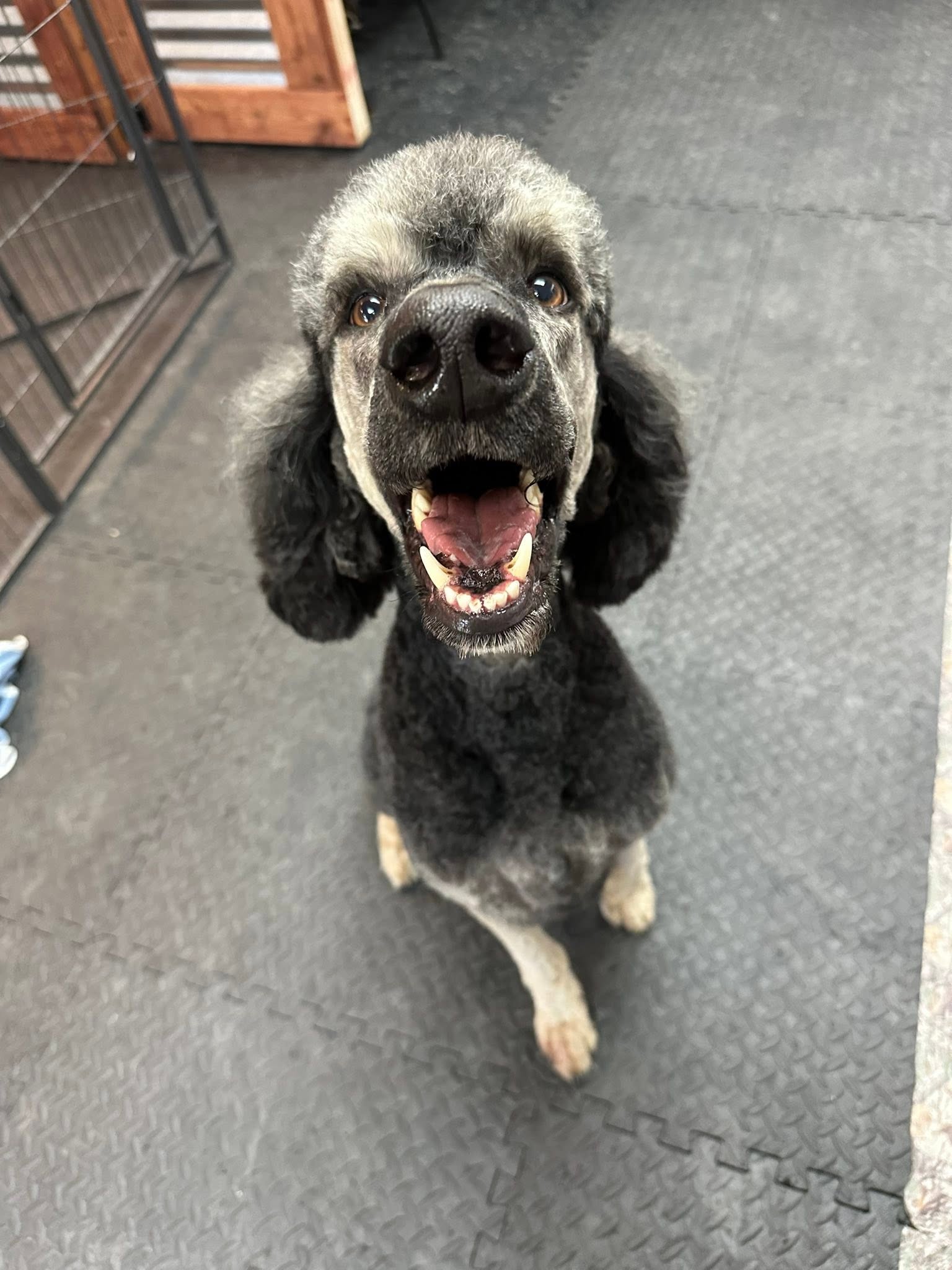 Freshly groomed silver Standard Poodle grinning up at the camera
