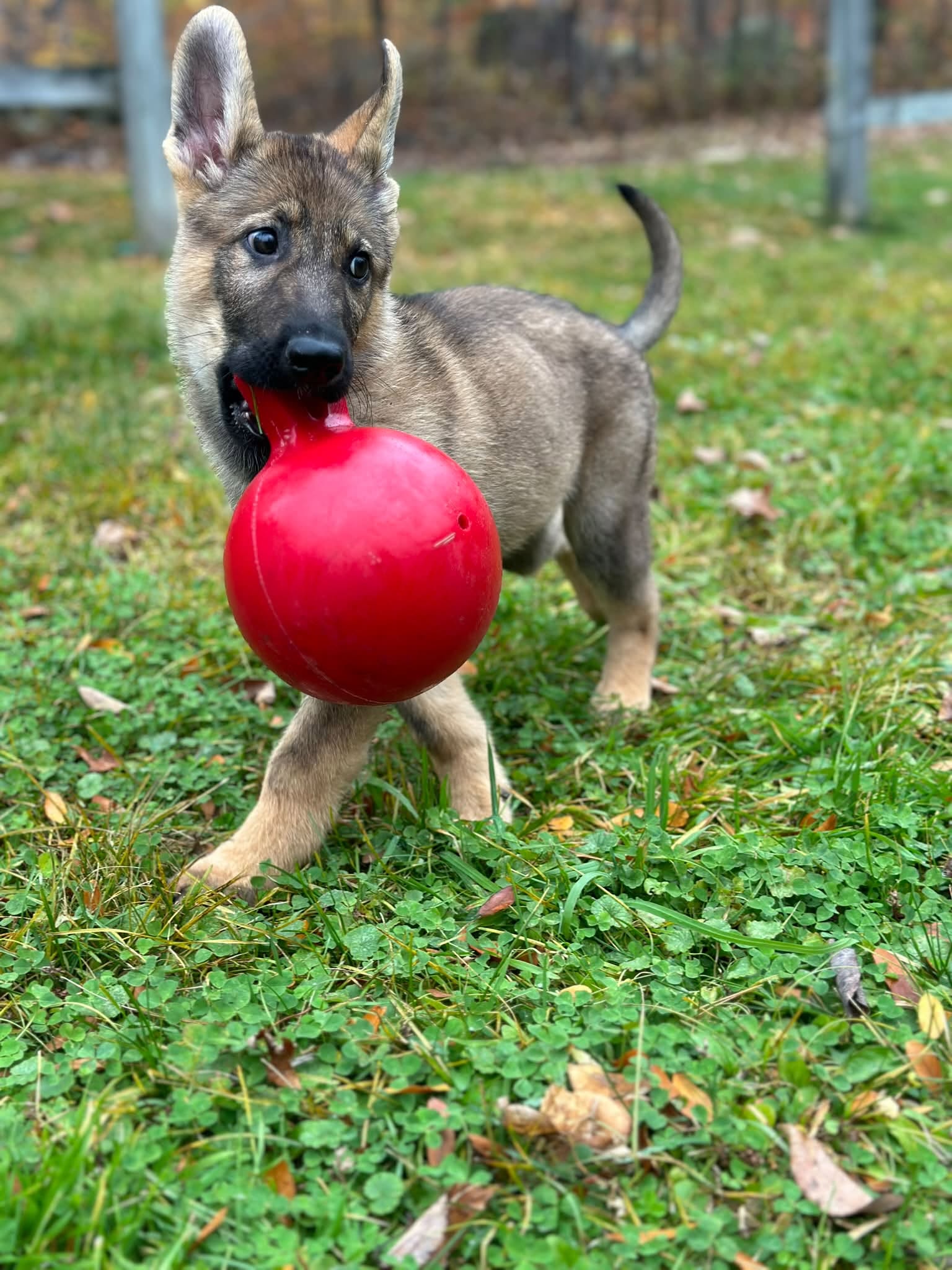 Shepherd puppy proudly carrying a large red ball across the grass